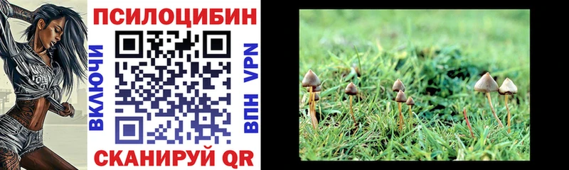 Псилоцибиновые грибы Psilocybe  Купить закладки  Суворов 